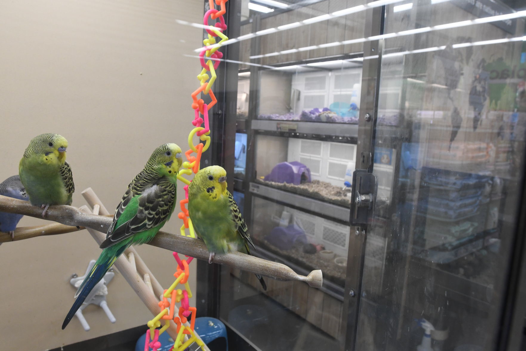 Pets Remain "Upbeat"